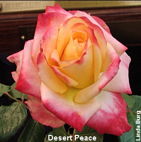 Desert Peace